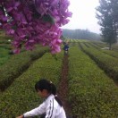 北硕星葡萄园宋13475633101