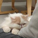 月是人间散客～