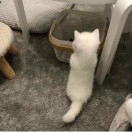 吉吉国王的头像 - 校园论坛