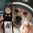 爱吃包子的铪丝
