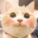九枝兰 阿潘～
