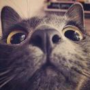 sfesleo's Avatar