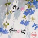 大乔小乔的头像-涛哥