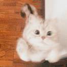 乐天的头像-熵减岛