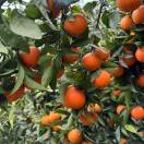 勇辉应季水果代办代购13551715966