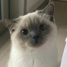 少糖加冰