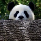 择良所安