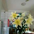 Magnolia的头像