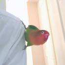 瘦来胖去
