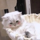 羽.