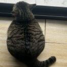 高级生物信息工程师