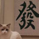 杨先生