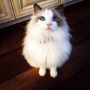 不笑猫 