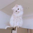 麦芒伍