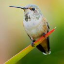 梦幻的头像-博士钣金 - www.bsbanjin.com