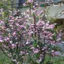 创家鹏博店老胡（白雪）