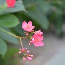 杨静