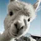 用户22371207的头像-山海资源库