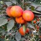 张树春15082118639