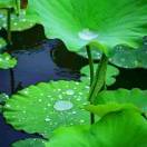 梧桐的头像-小果迷