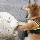 傅君超头像