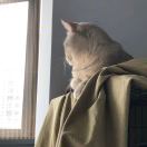 猫抓板的头像-cg男孩