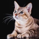 lipoison's Avatar