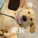韦发发