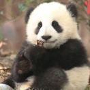 卫三的头像-秀琴曲谱网