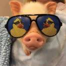 耙耙柑代办勿扰