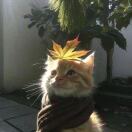 Wheat is my的头像-龙猫科技站