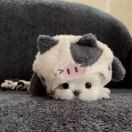 成都憂遁 運(yùn)營