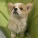 小龙
