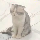 树下一只猫的头像-熵减岛