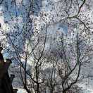 Stella Wu -吴小珍