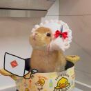 The Curve转租&房东直租