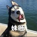 赛氪13185878
