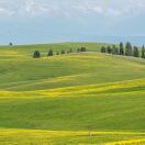 tang的头像-秀琴曲谱网