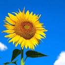 向日葵的2021