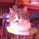 快乐星猫