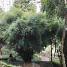张锋传