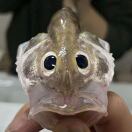 百子灣與酒仙橋的头像-3D DOOM