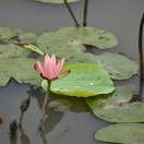 心平气和-秀琴曲谱网