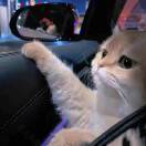 u客直谈实名认证张鑫