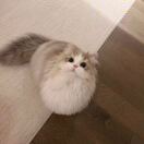 曼彻斯特求租