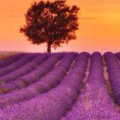 修身齐家的头像-cg男孩