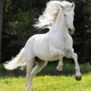 小胡～马到成功 15863089819