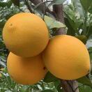 赣南脐橙优质供应链