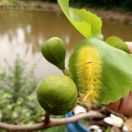 灰色的天空的头像-小果迷