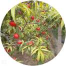 清村驾校--李学业